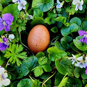 Natural Egg Photo Contest 93.jpg