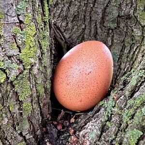 Natural Egg Photo Contest 97.jpg