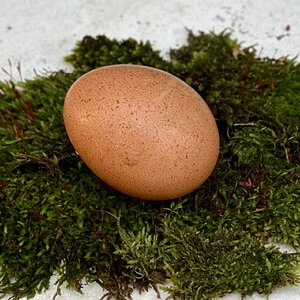 Natural Egg Photo Contest 99.jpg