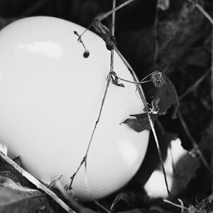 Natural Egg Photo Contest 100.jpg