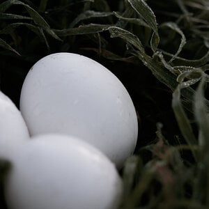 Natural Egg Photo Contest 101.jpg