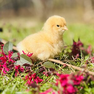 Cutest Baby Fowl Photo Contest 254.jpg