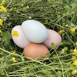 Natural Egg Photo Contest 103.jpg