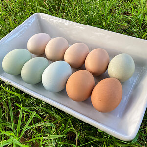 Natural Egg Photo Contest 106.jpg