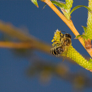 Honeybee_on_willow_U4135429_04-13-2024-001.jpg