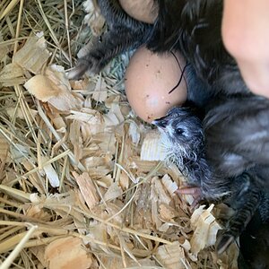 Cutest Baby Fowl Photo Contest 257.jpg