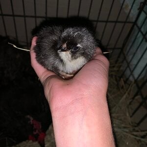 Cutest Baby Fowl Photo Contest 258.jpg