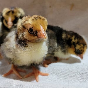 Cutest Baby Fowl Photo Contest 264.jpg