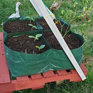 Cucumber/Zucchini and hot-pepper pallet-bed