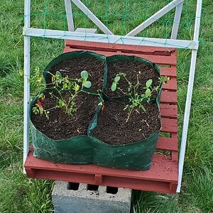 Cucumber/Zucchini and hot-pepper pallet-bed