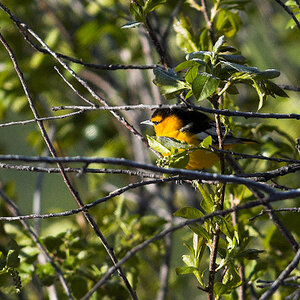 Bullock's_oriole_X5027987_05-02-2024-001.jpg