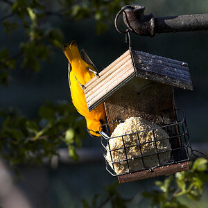 Bullock's_oriole_X5027999_05-02-2024-001.jpg