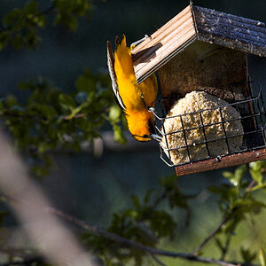 Bullock's_oriole_X5028002_05-02-2024-001.jpg