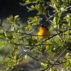 Bullock's_oriole_X5028010_05-02-2024-001.jpg