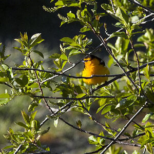 Bullock's_oriole_X5028010_05-02-2024-001.jpg