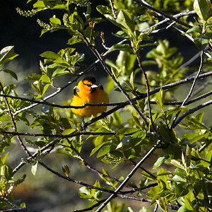 Bullock's_oriole_X5028012_05-02-2024-001.jpg