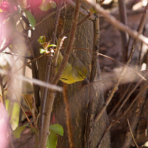 Orange-crowned_warbler_X5118043_05-11-2024-001.jpg