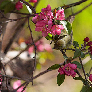 Orange-crowned_warbler_X5118044_05-11-2024-001.jpg