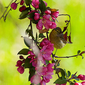 Orange-crowned_warbler_X5118046_05-11-2024-001.jpg