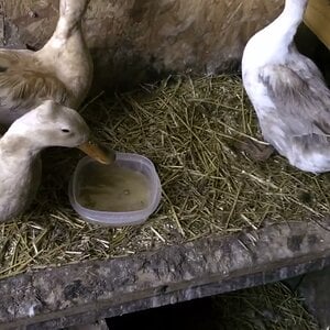 Feeding Soup to the broody Ducks