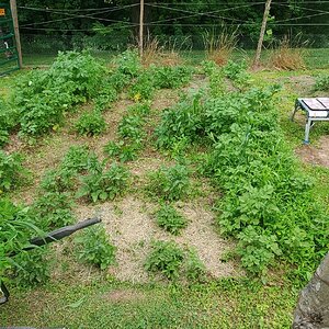 Potato patch after partial weeding