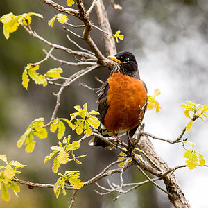 American_robin_X5238073_05-23-2024-001.jpg