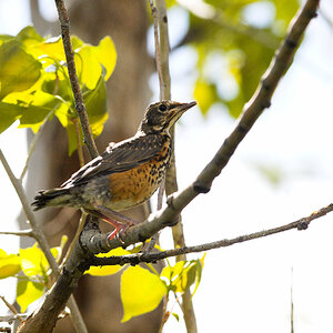 American_robin_X5238079_05-23-2024-001.jpg