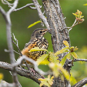 American_robin_X5238121_05-23-2024-001.jpg