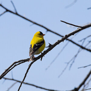 American_goldfinch_X5238074_05-23-2024-001.jpg