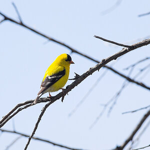 American_goldfinch_X5238075_05-23-2024-001.jpg