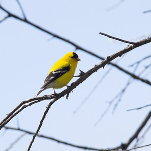 American_goldfinch_X5238076_05-23-2024-001.jpg