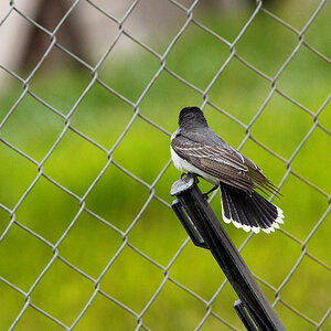 Eastern_kingbird_X5238108_05-23-2024-001.jpg