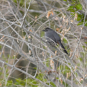 Gray_catbird_X5238058_05-23-2024-001.jpg