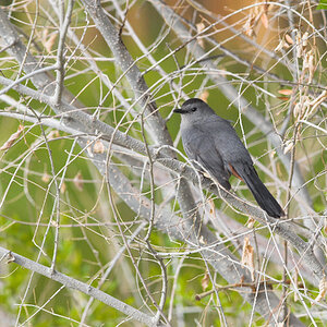 Gray_catbird_X5238063_05-23-2024-001.jpg