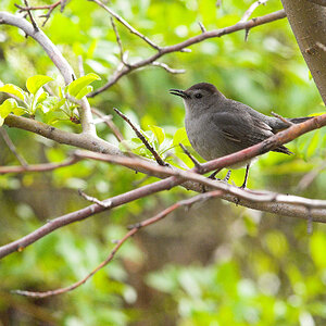 Gray_catbird_X5238065_05-23-2024-001.jpg