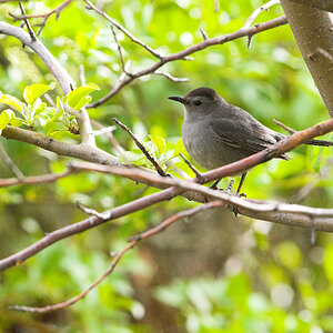 Gray_catbird_X5238066_05-23-2024-001.jpg