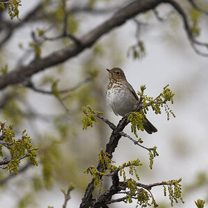 Swainson's_thrush_X5228053_05-22-2024-001.jpg