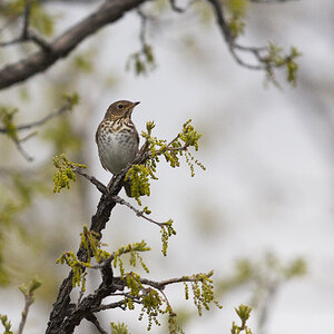 Swainson's_thrush_X5228054_05-22-2024-001.jpg