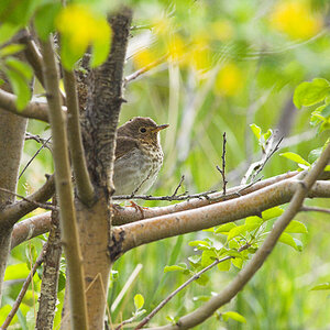 Swainson's_thrush_X5238070_05-23-2024-001.jpg