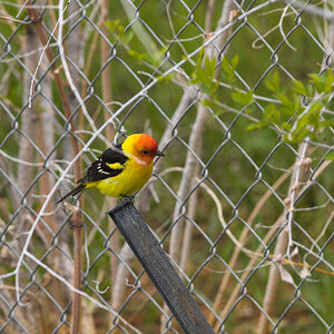 Western_tanager_X5238085_05-23-2024-001.jpg