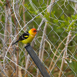 Western_tanager_X5238086_05-23-2024-001.jpg