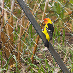 Western_tanager_X5238087_05-23-2024-001.jpg