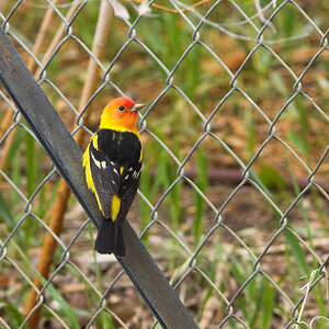 Western_tanager_X5238089_05-23-2024-001.jpg