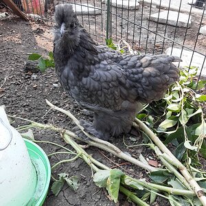 Ready to join the flock