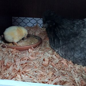 Mama & chick