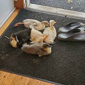 The Rescue Ducklings love my slippers
