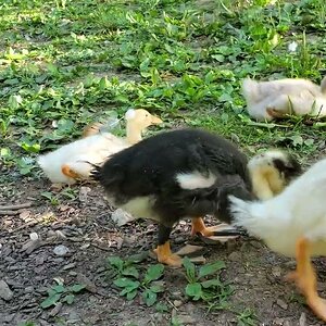 Rescue Ducklings first time outside in the Duck-Yard