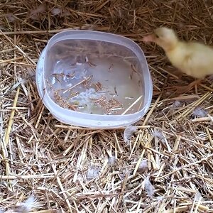 The Dragon Baby and another duckling are eating 🐤🐉🦆