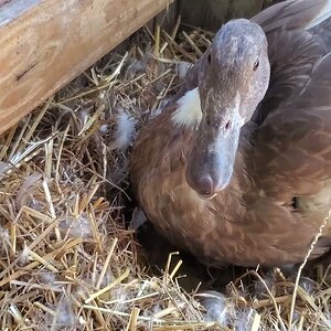 Impressions from a hot Duck House 🦆🐣🐤