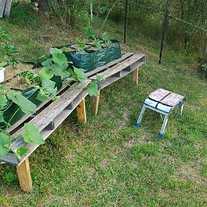 Last day of Spring 2024 and the squash in the pallet-garden are doing fine
